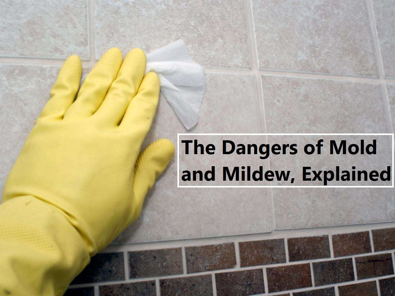 the-dangers-of-mold-and-mildew-explained-home-decor-expert