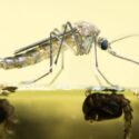 The Essential Guide to Arkansas Mosquito Control Services