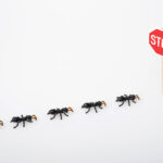 Common Household Pests and How to Keep Them Away